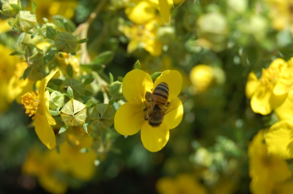 Bee at Work